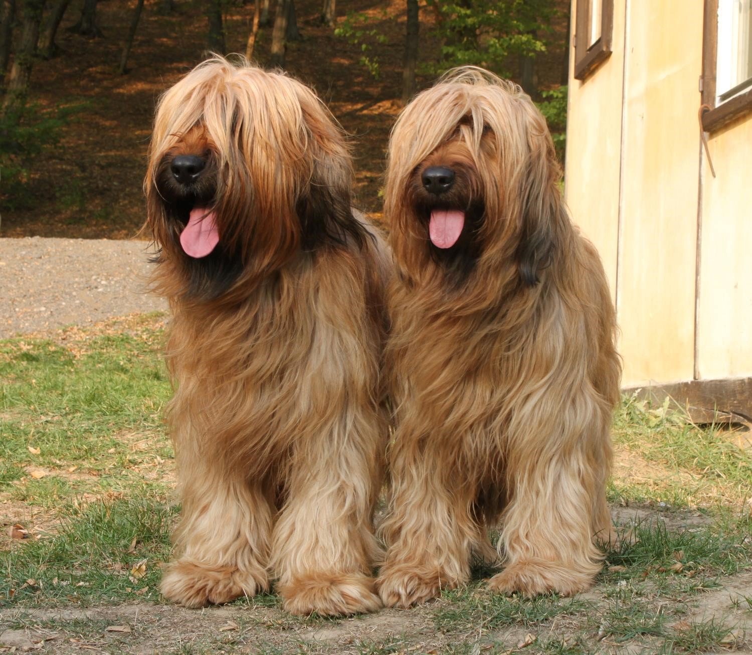 briard shepherd