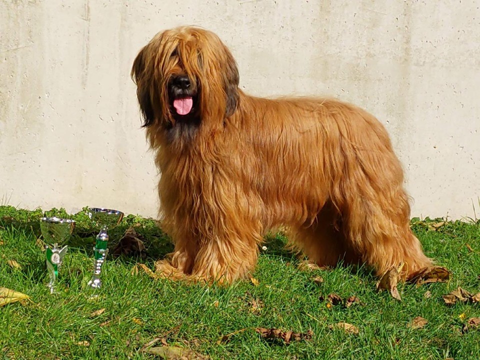 briard shepherd