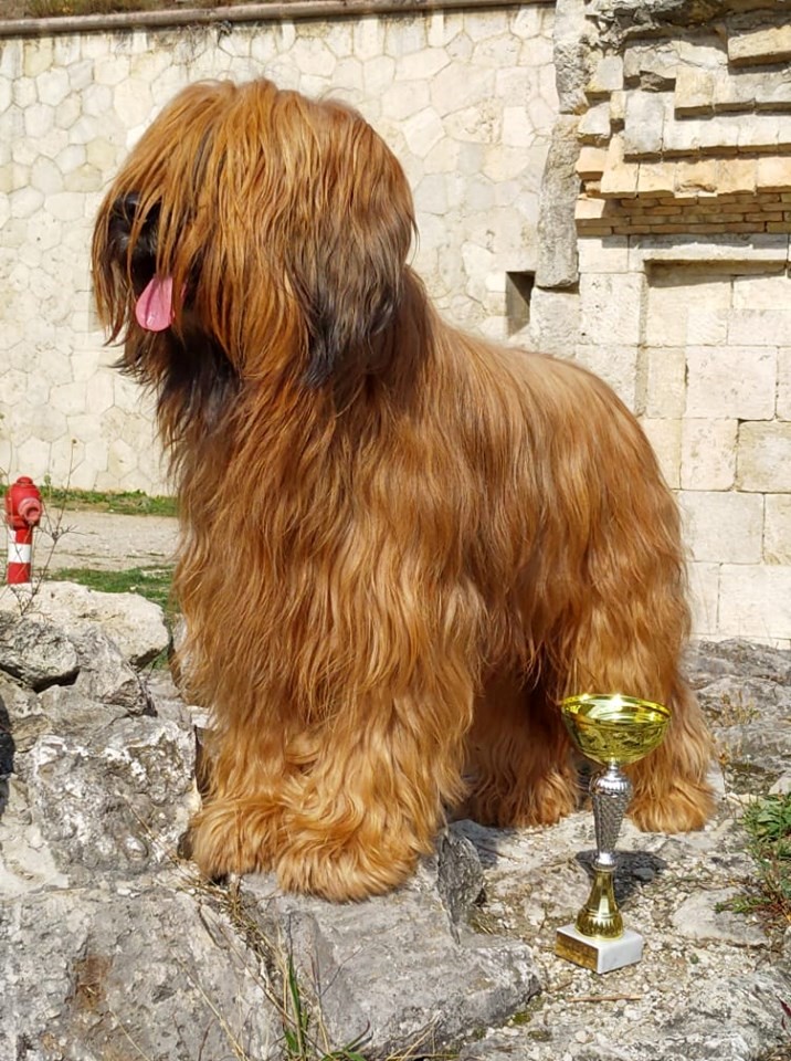 briard shepherd