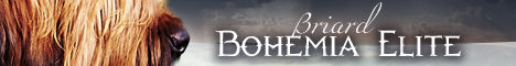 Briard Bohemia Elite