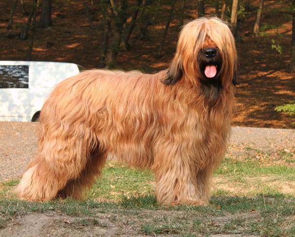 briard shepherd